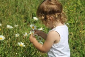 A young Vermont child picks daisies